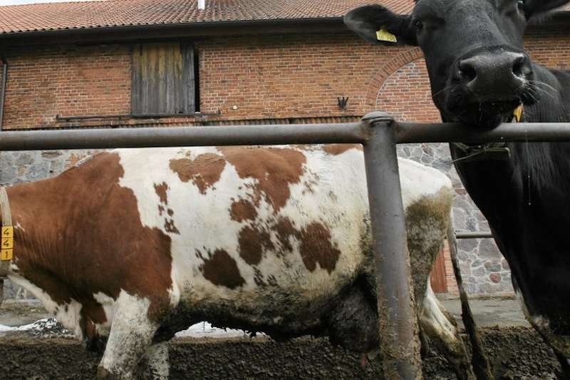 Unijni eksperci kontrolują polskie ubojnie po reportażu "Superwizjera".