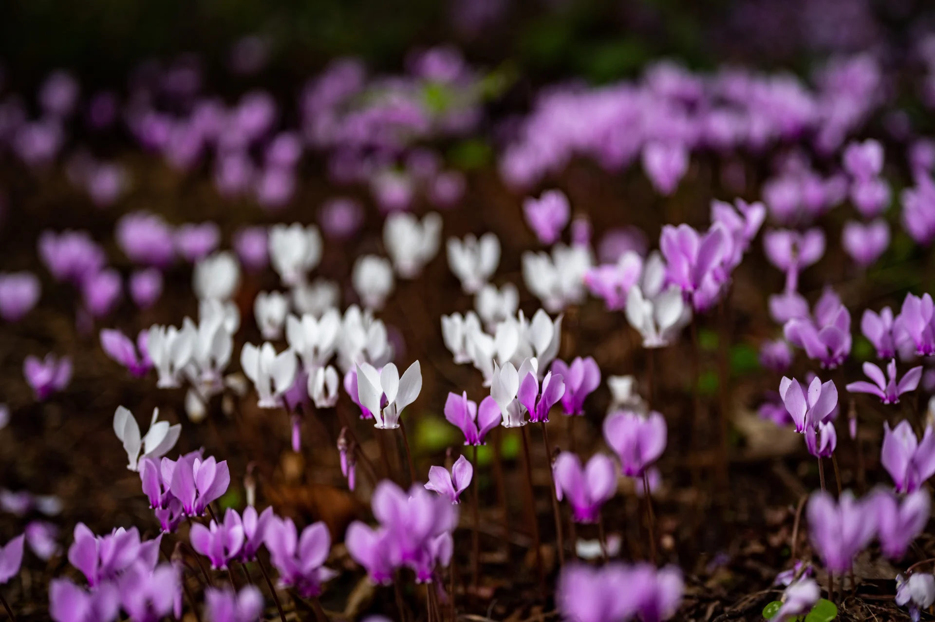 Krokus jesienny