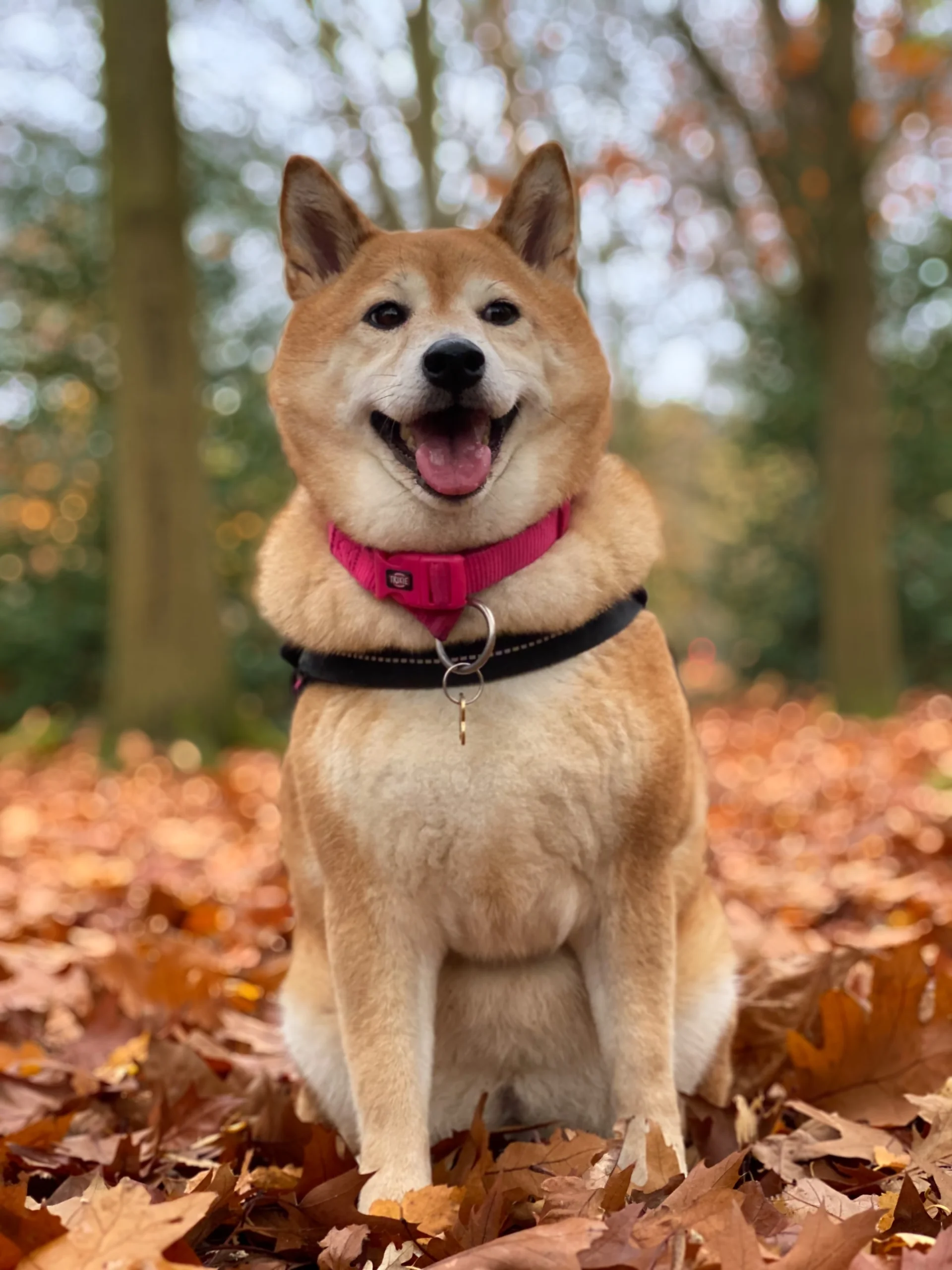 Shiba Inu