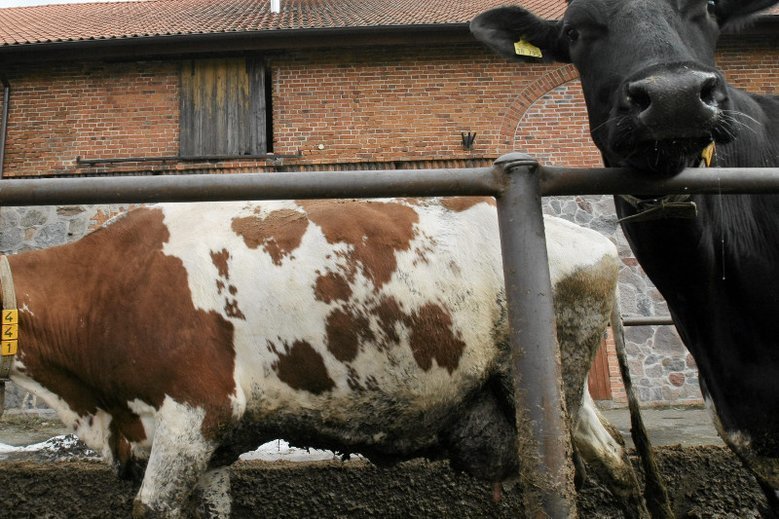 Mięso z chorych krów trafiło do wielu krajów Europy. Tylko na Słowację miało zostać wysłanych conajmniej 300 kg wołowiny z "leżaków".