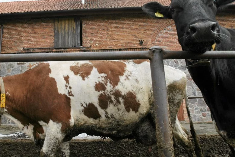 Mięso z chorych krów trafiło do wielu krajów Europy. Tylko na Słowację miało zostać wysłanych conajmniej 300 kg wołowiny z "leżaków".