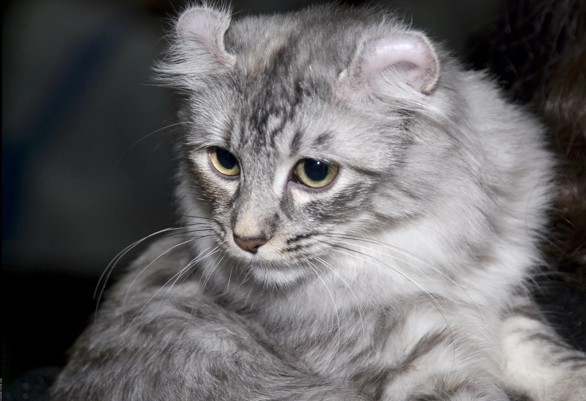 American Curl American Curl