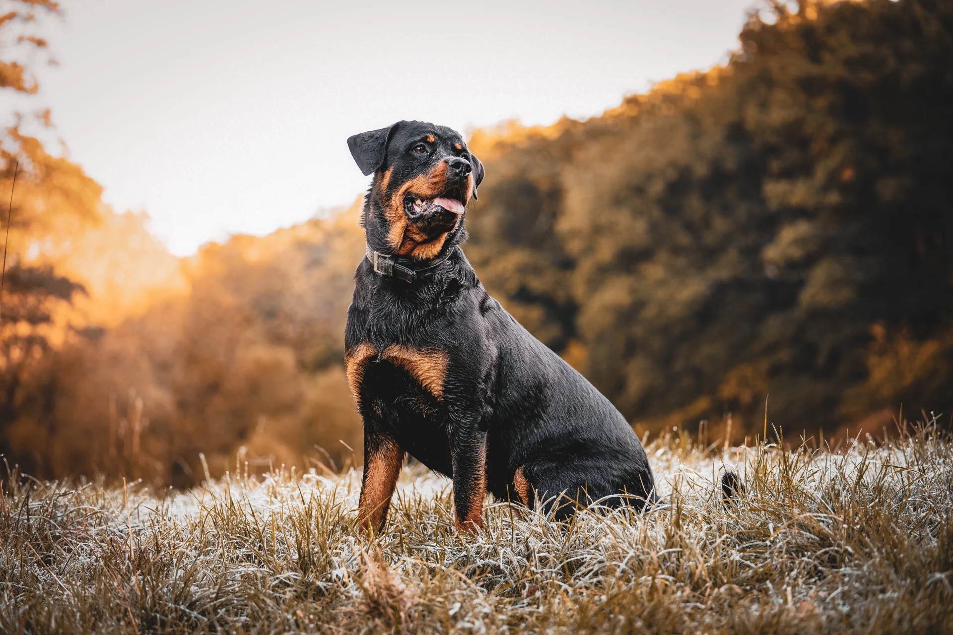 Rottweiler Rottweiler