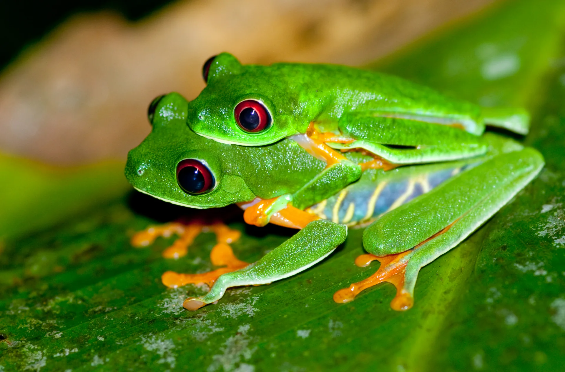 Amplexus żab
