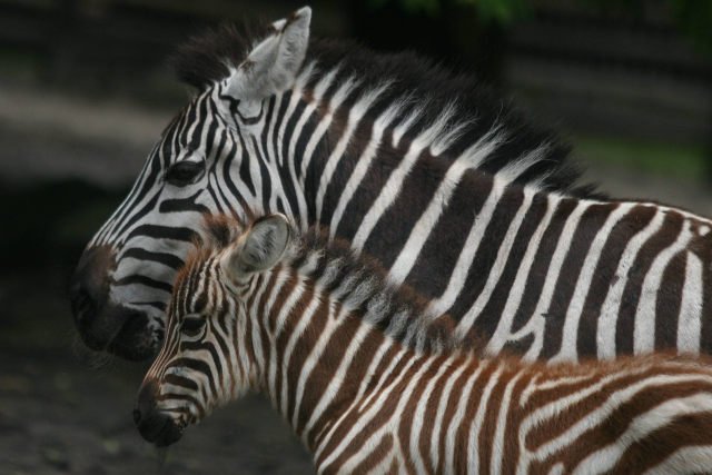 W latach 2000-2012 ogrody zoologiczne zabiły łącznie 22 zdrowe zebry