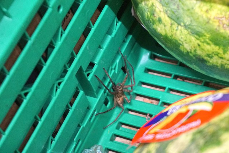 Takiego "stwora" znaleźli w bananach klienci Carrefoura przy Czerskiej.