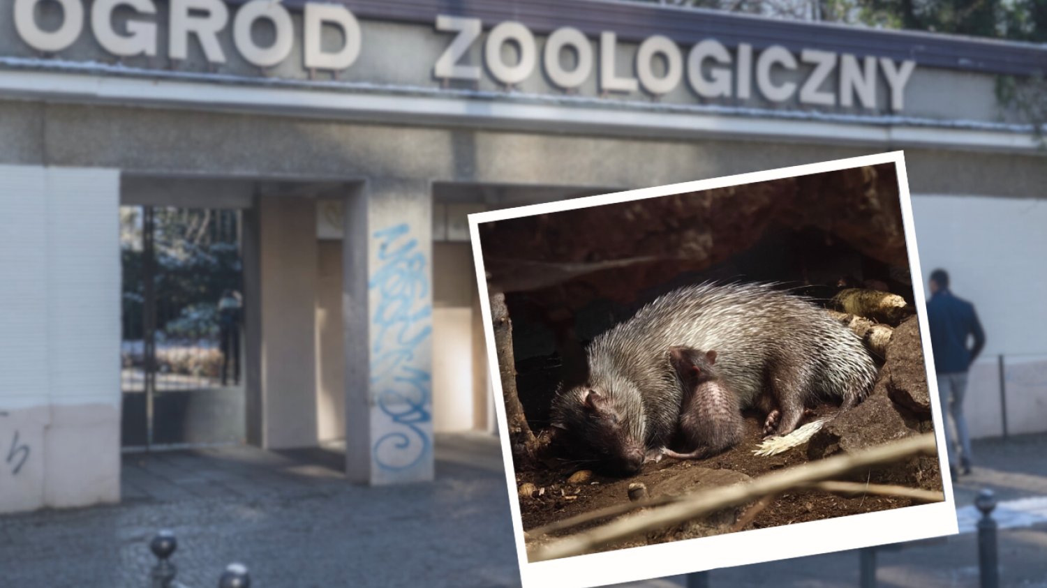 Poznańskie ZOO świętuje narodziny jeżatki afrykańskiej Zoo w Poznaniu, mała jeżatka afrykańska przytulona do matki