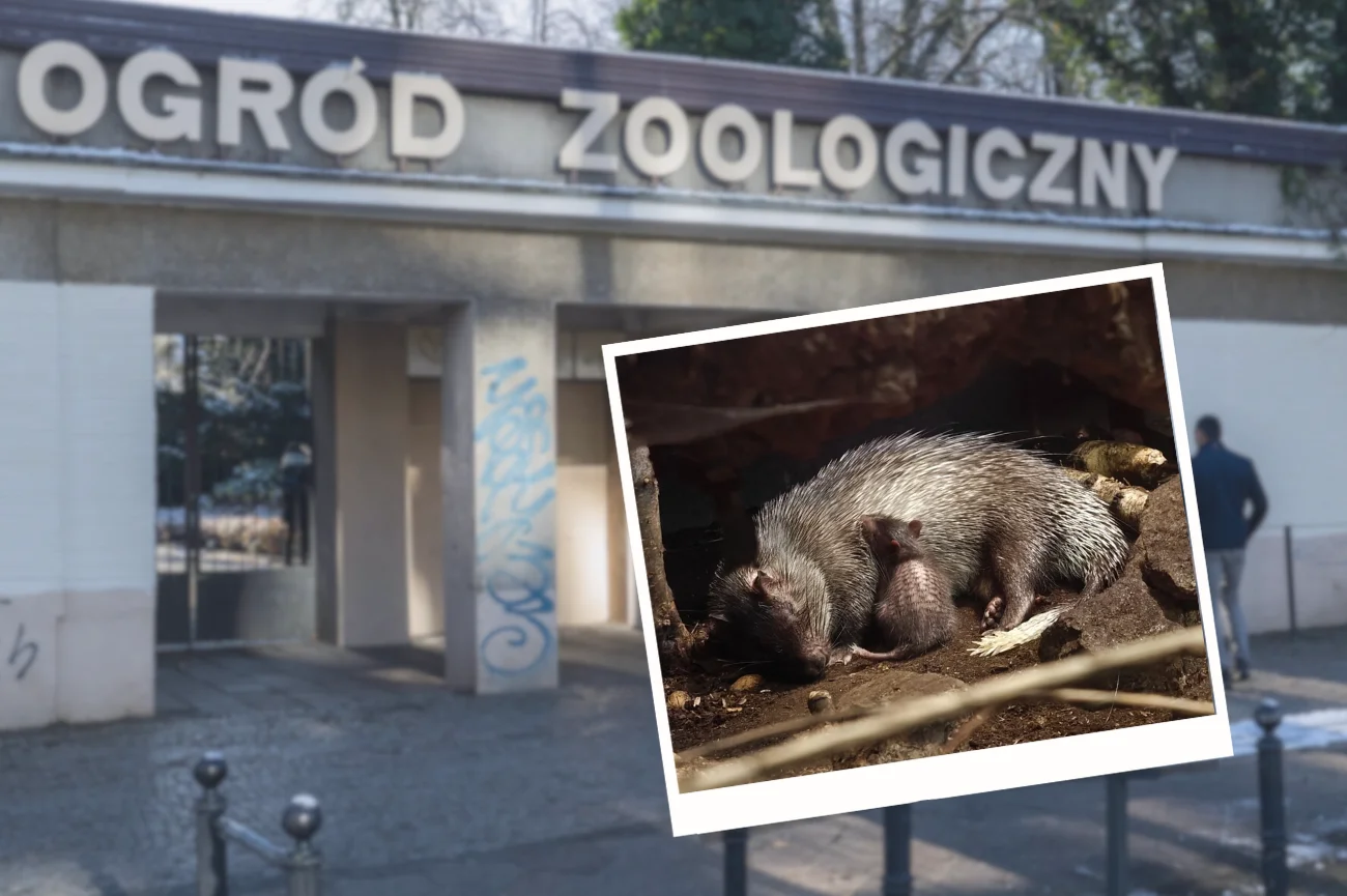 Zoo w Poznaniu, mała jeżatka afrykańska przytulona do matki