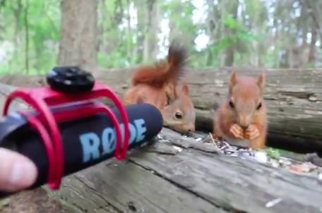 Małe wiewióreczki pomrukujące z zadowolenia podczas chrupania nasion – ten krótki filmik podbija Twittera.