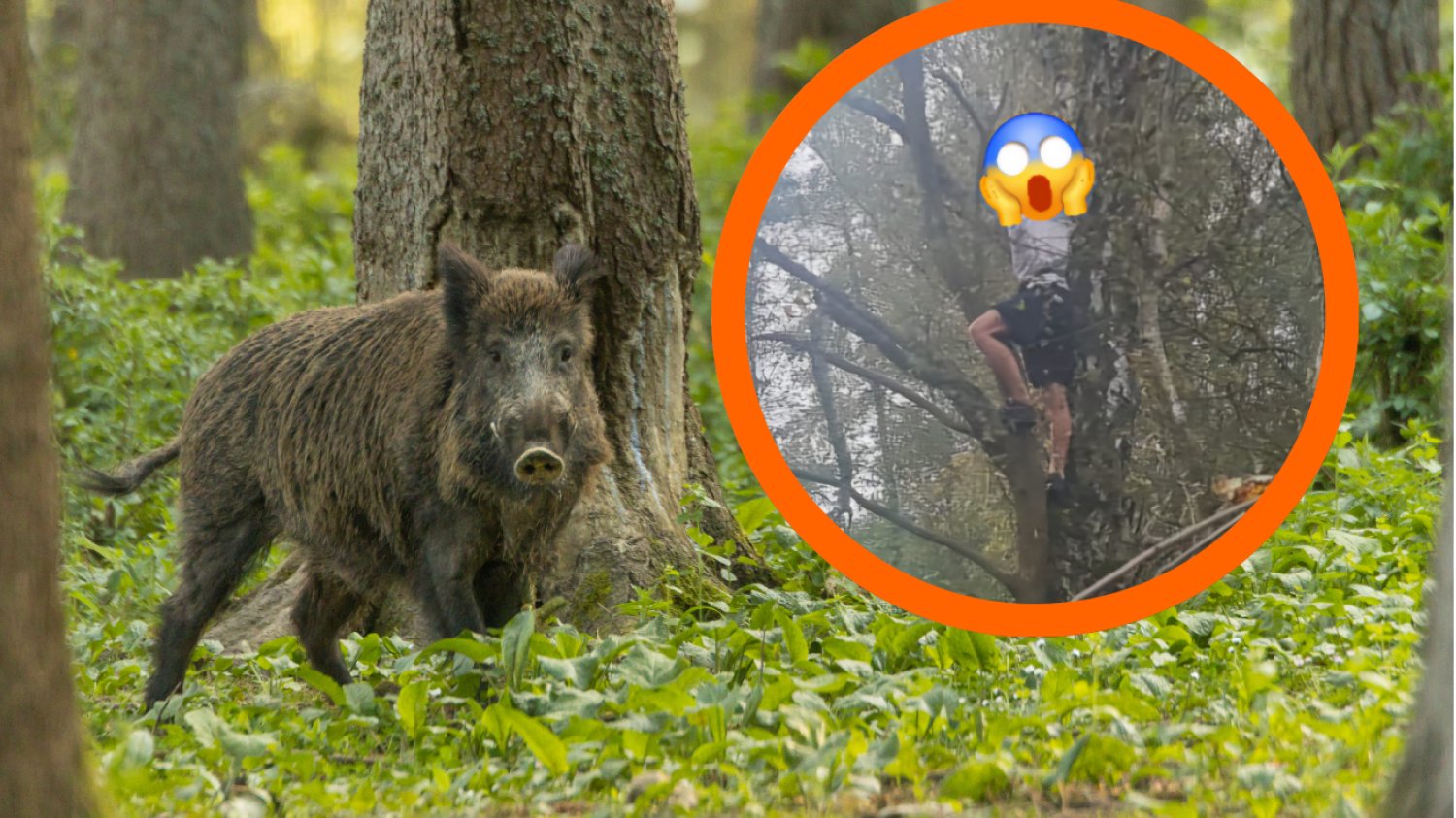 Nietypowa interwencja funkcjonariuszy w Kampinosie