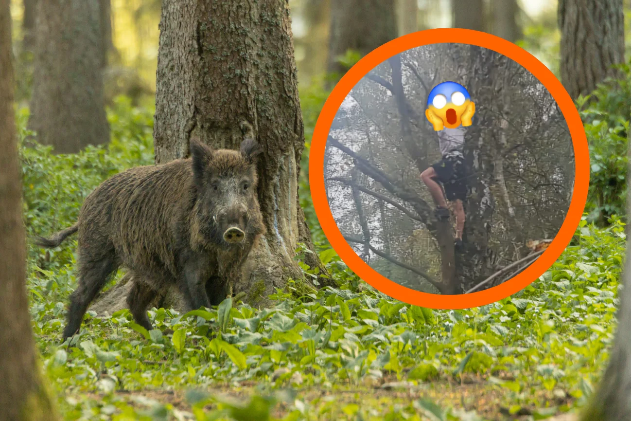 Nietypowa interwencja funkcjonariuszy w Kampinosie