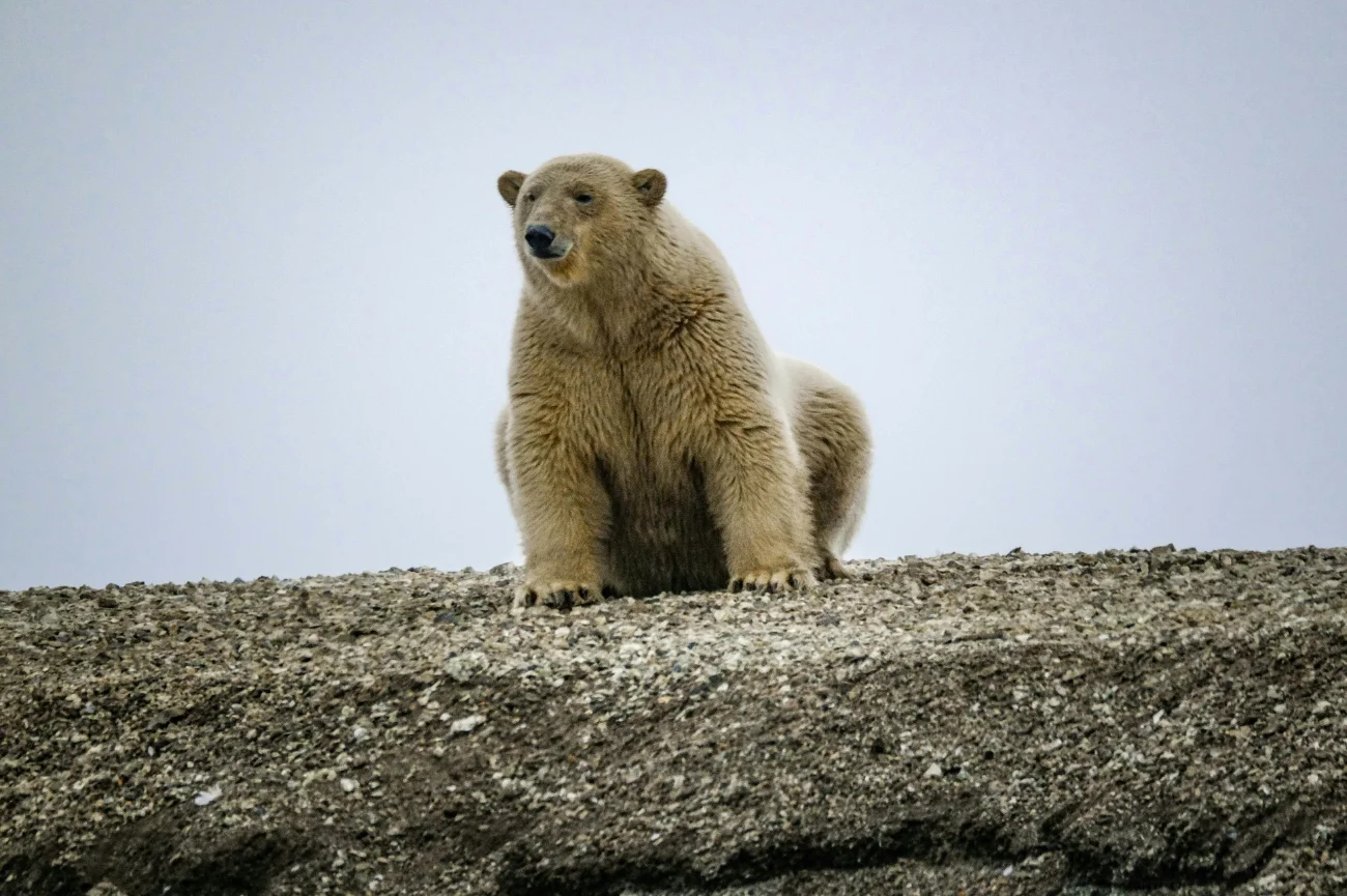 Niedźwiedź zaatakował kobietę w Kanadzie Niedźwiedź polarny siedzi na kamienistej ziemi