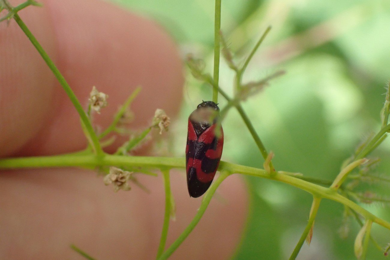 Przekraska sosnówka (Haematoloma dorsata)