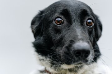 Największa zmora właścicieli psów i kotów. Nie wyrzucaj jedzenia na trawnik