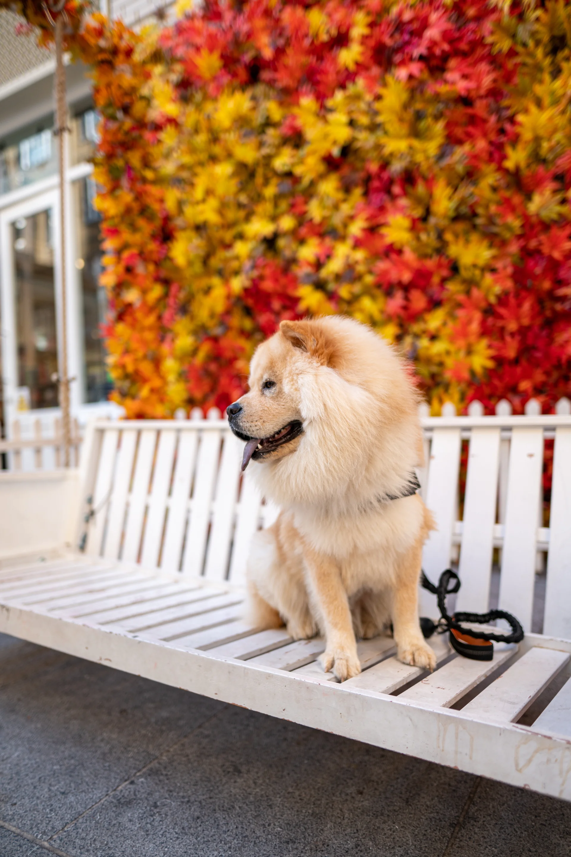 Chow-chow