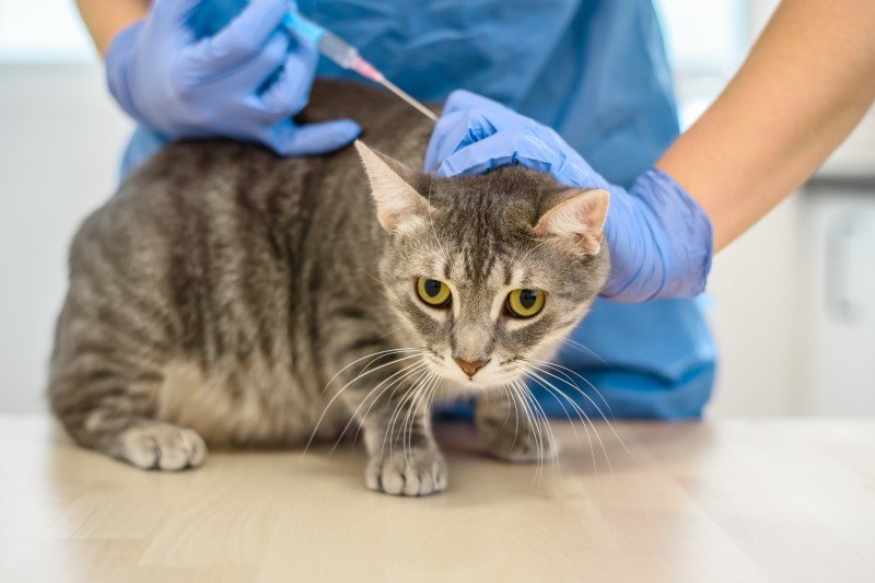 Ptasia grypa u kotów. Są powody do paniki?