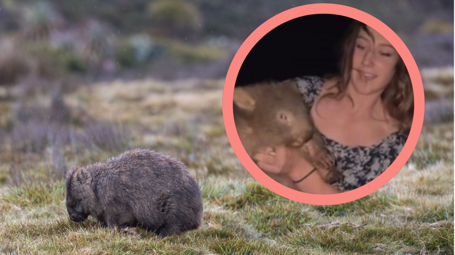 Influencerka zabrała dziecko wombatowi