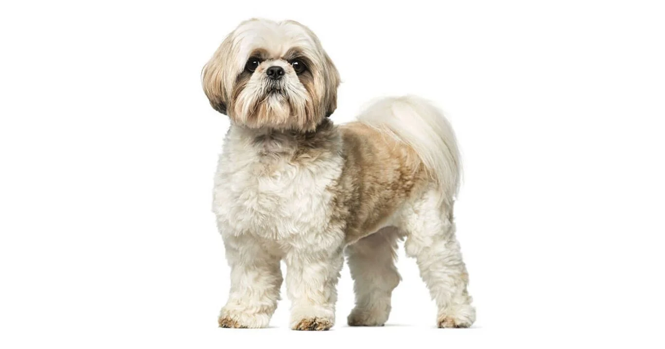 Najpopularniejsze rasy psów w Polsce 2020: shiz tzu (nr 2 w rankingu 2020)
