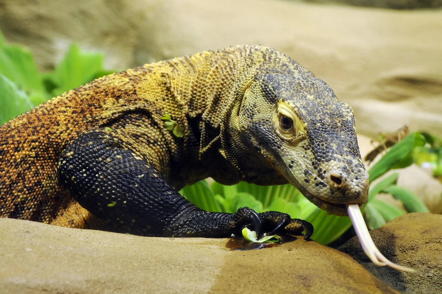 Waran z Komodo Waran z Komodo