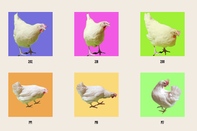 Jeśli chcesz, możesz zaadoptować kurę