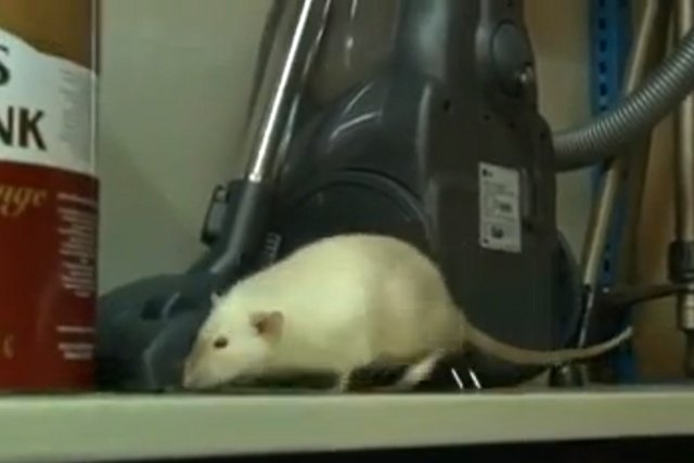 Jeden ze szczurów, które zostaną wcielone do służby w holenderskiej policji