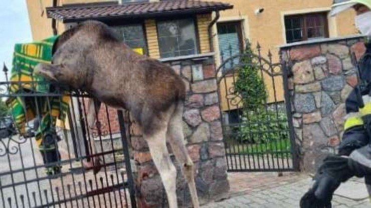 Łoś nadział się na płot w Skarżysku-Kamiennej.