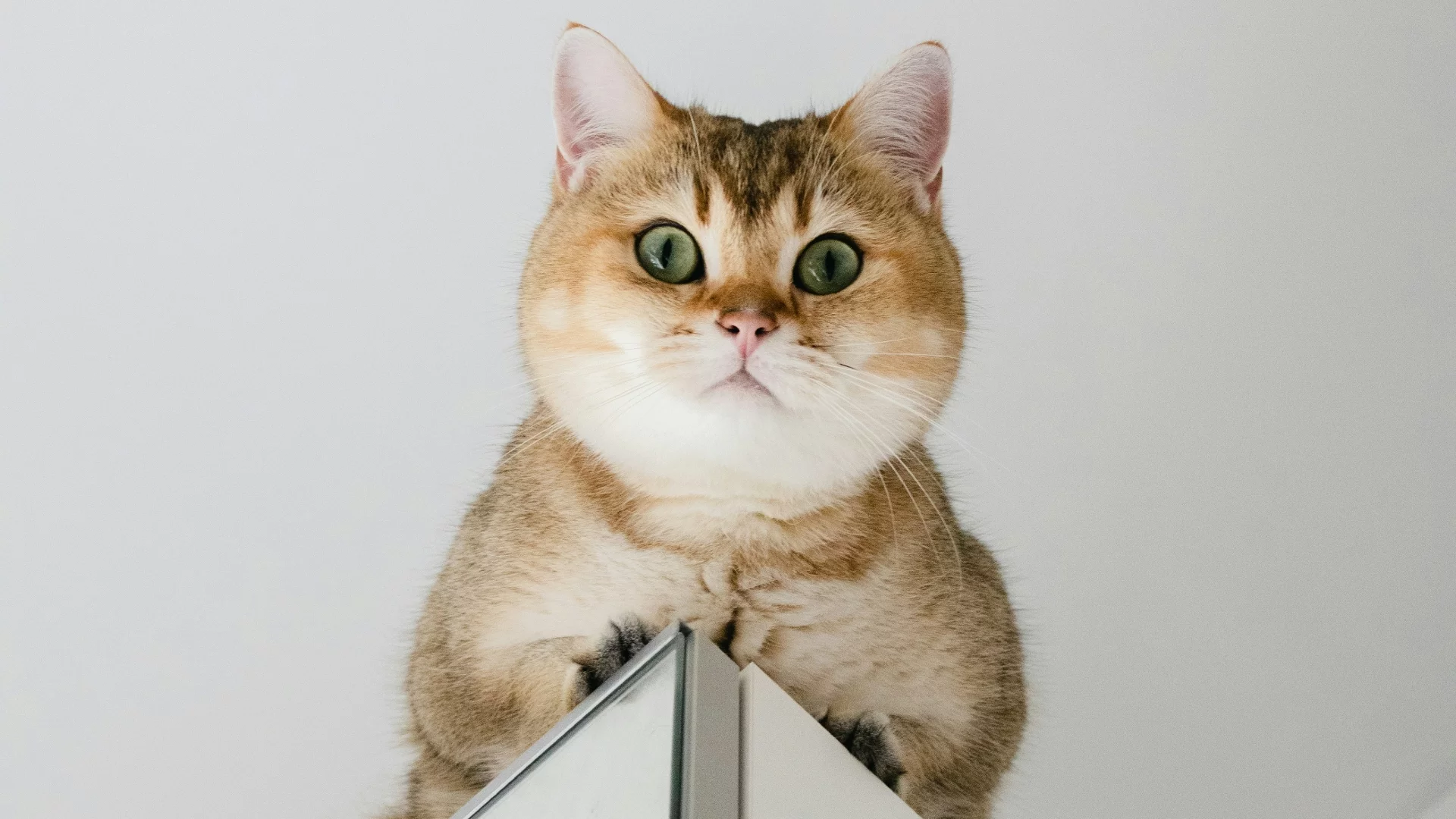 Z okazji Światowego Dnia Kota postanowiliśmy wyszukać 5 ciekawostek, którymi mogą zainteresować się nie tylko obecni, ale także przyszli opiekunowie wąsatych mruczków. Niektóre z nich są spektakularne i wręcz "kosmiczne".