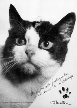 Felicette - pierwszy kot w kosmosie