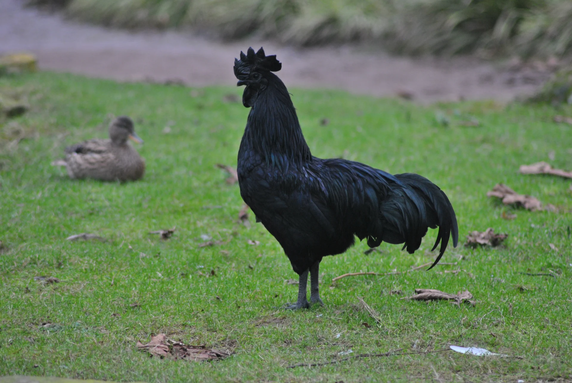 Ayam Cemani Ayam Cemani