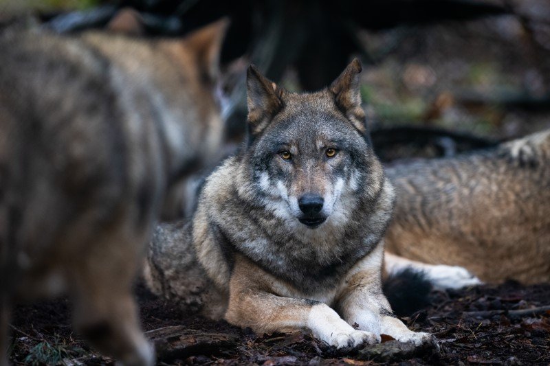 Wilki szare