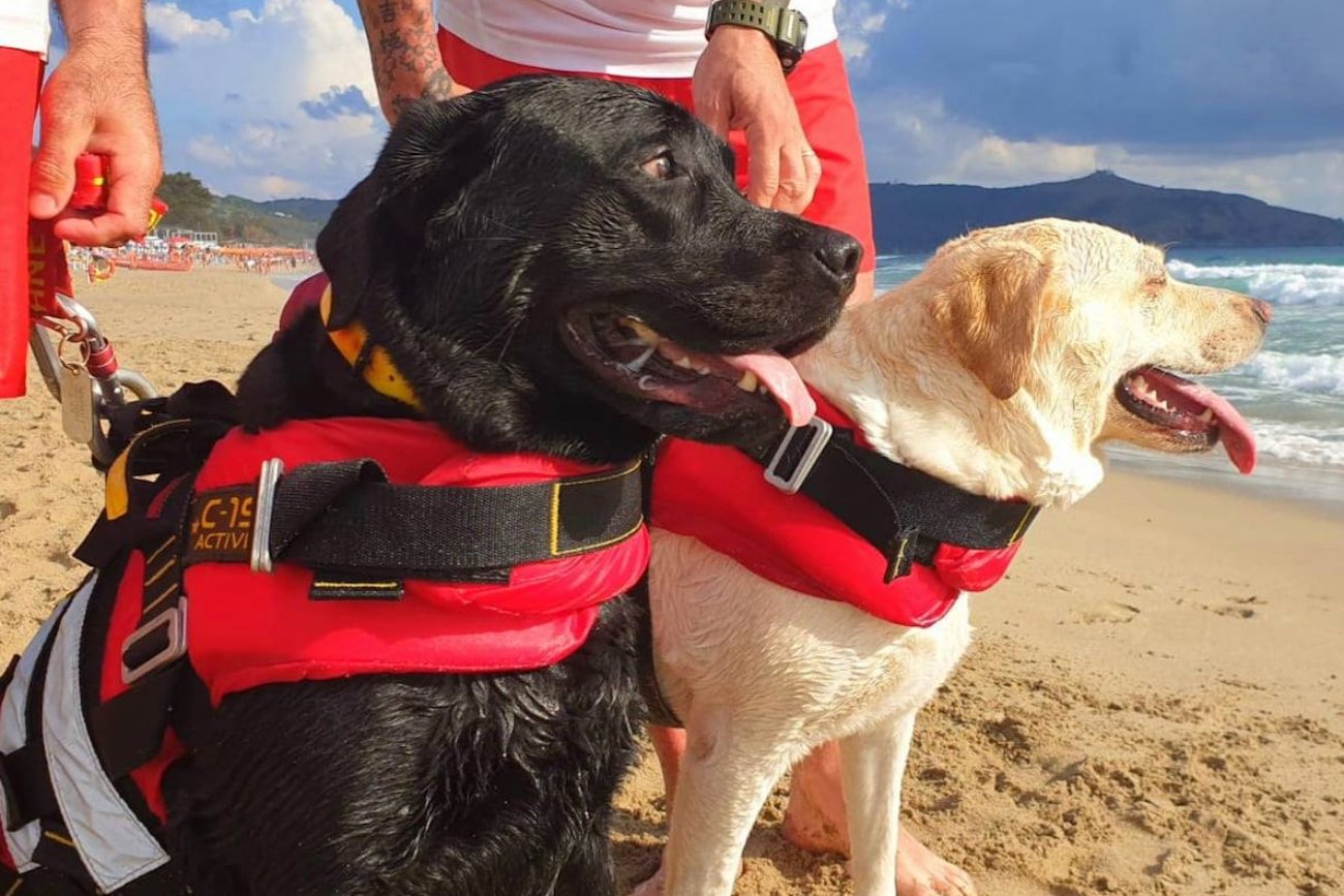 Włochy: Labradory uratowały 14 osób przed utonięciem. Dzielne psy ze Sperlongi