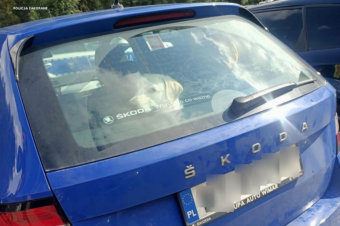 Nieodpowiedzialna turystka zostawiła swojego psa w aucie na kilka godzin.