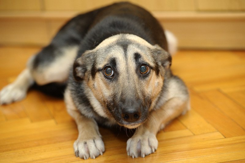 Sylwester i pies to nie jest dobre połączenie