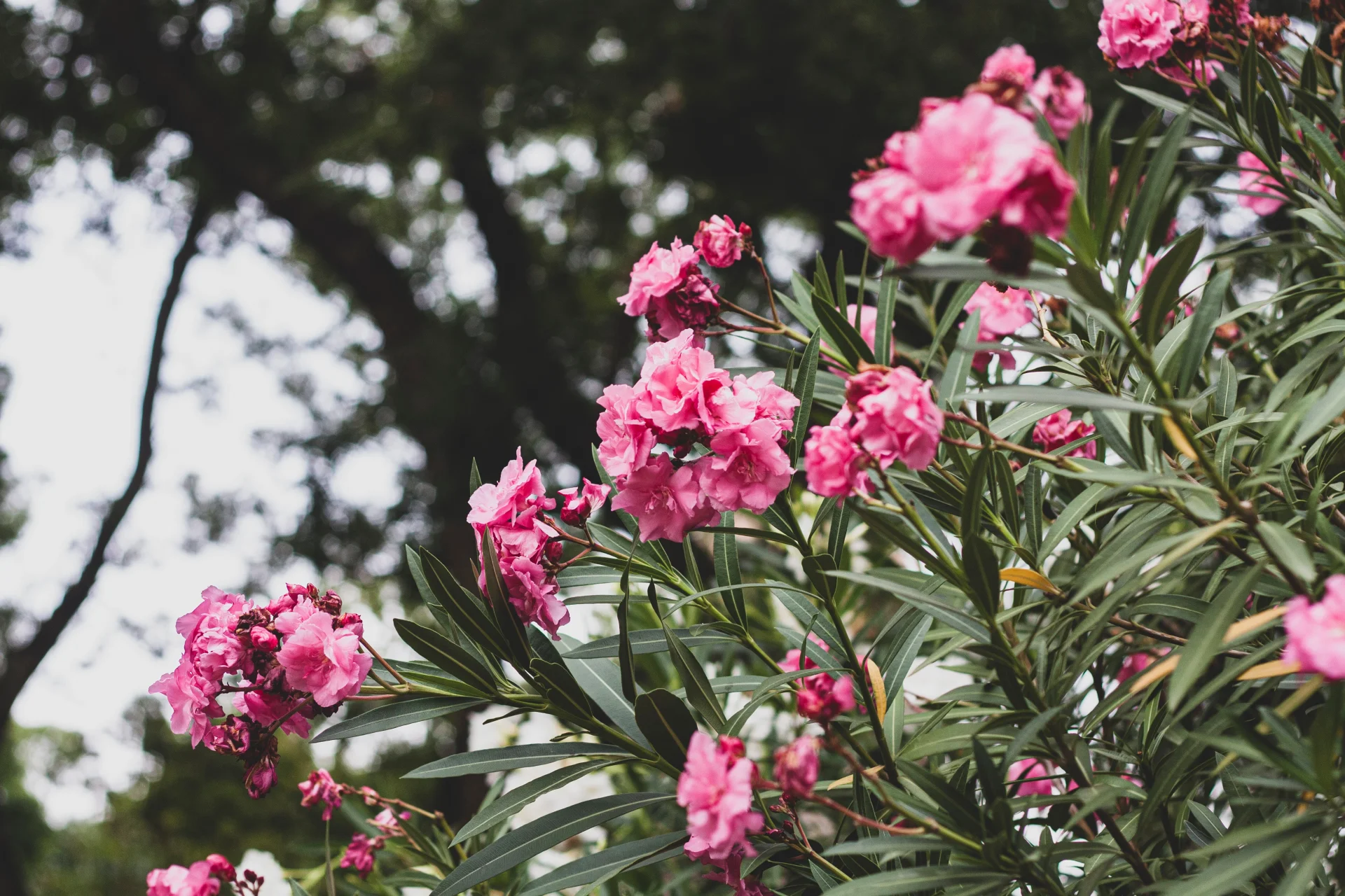 Oleander pospolity