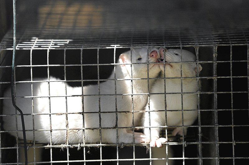 Dania podjęła decyzję o zabiciu milionów norek.