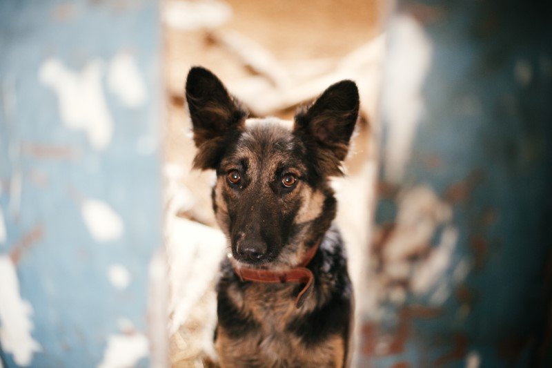 Zwierzęce ofiary znęcania liczą na polskie sądy