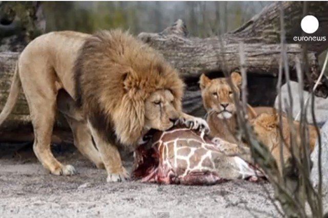 Ciało zabitego w Kopenhadze Mariusa poćwiartowano i rzucono lwom