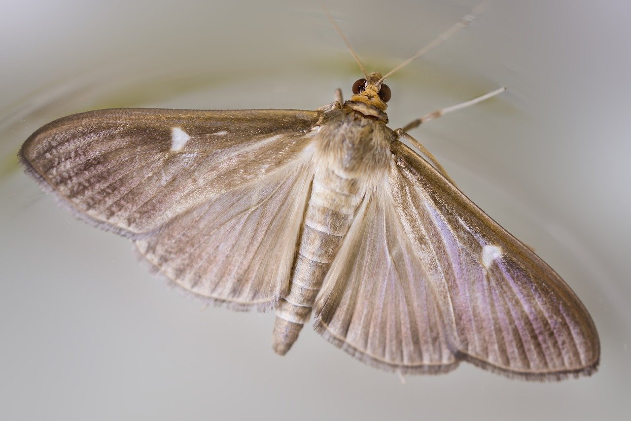 Ćma azjatycka (Cydalima perspectalis) zwana także ćmą bukszpanową spowodowała niemałe poruszenie wśród warszawiaków. Stolicę opanowała plaga tych owadów.