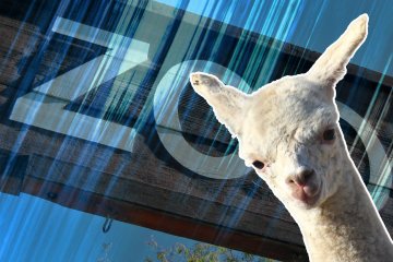 Narodziny alpaki w zoo w Warszawie Alpaka, która urodziła się w warszawskim zoo 18 marca 2025 roku