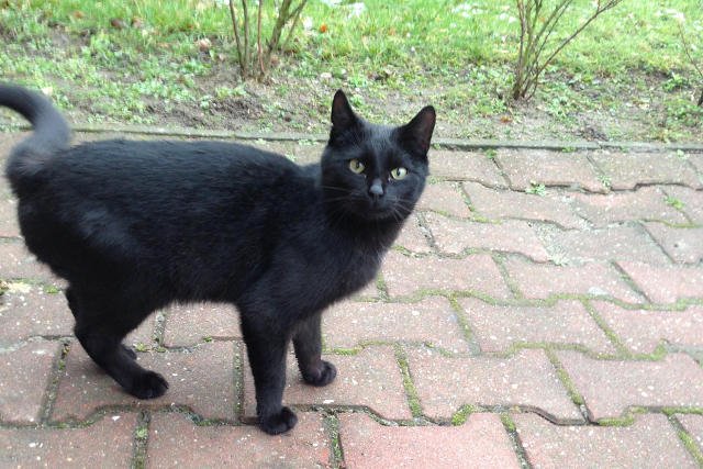 Dodek może jest nieśmiały, ale łowcą jest doskonałym.