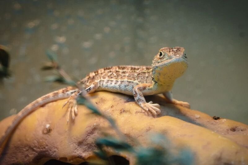 Wiktoriański smok bezuszny – zwierzę odnalezione po 54 latach