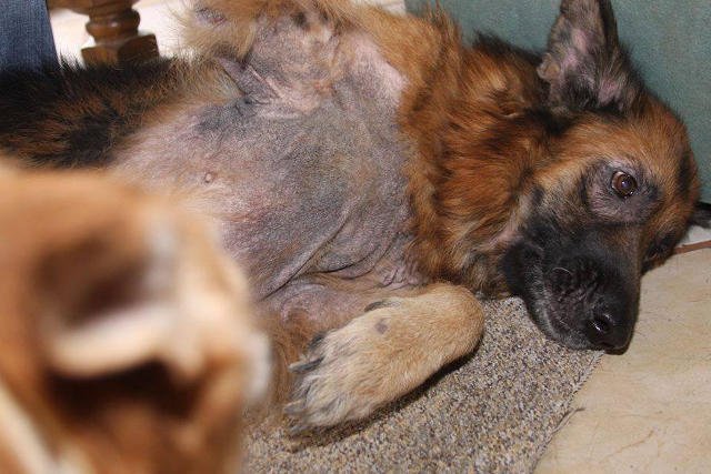 Inka ma guza śledziony, Fundacja potrzebuje pieniędzy na operacje zwierząt z podobnymi chorobami.