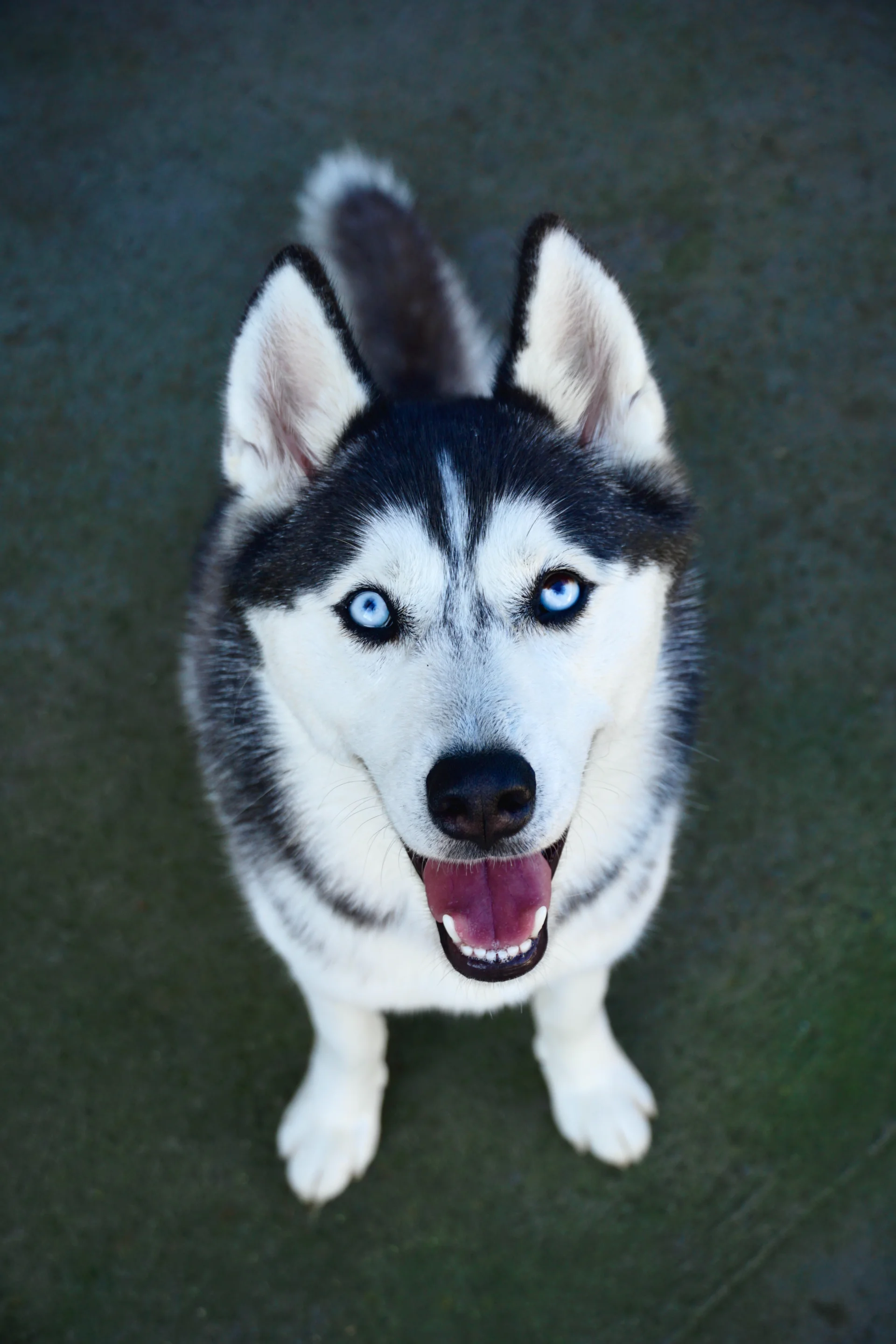 Husky syberyjski