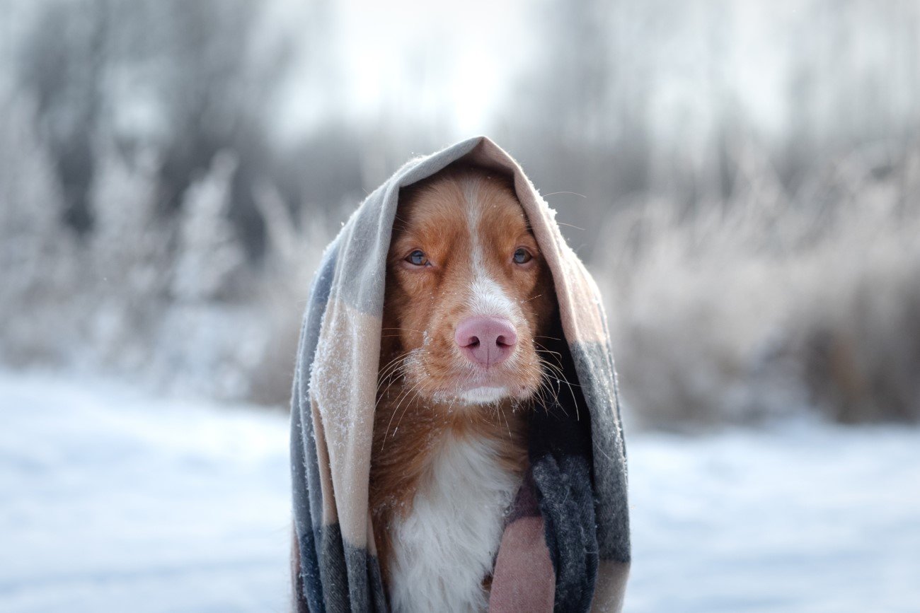 Psom też może być zimno