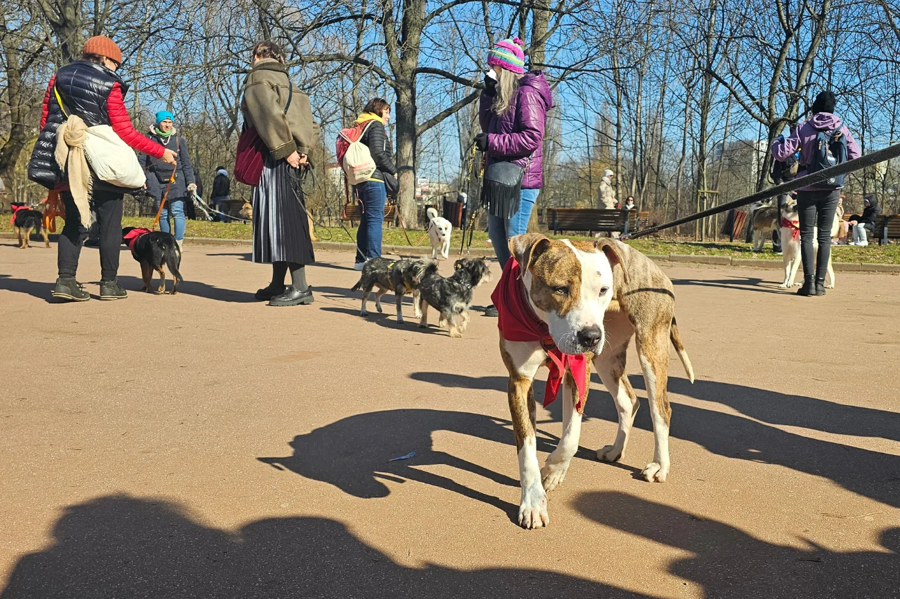 Akcja Adoptuj Warszawiaka w Parku Szczęśliwickim Pies ze schroniska biorący udział w wydarzeniu "Adoptuj Warszawiaka" w Parku Szczęśliwickim