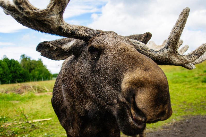 Czy znów będzie można strzelać do łosi? Ekolodzy protestują.