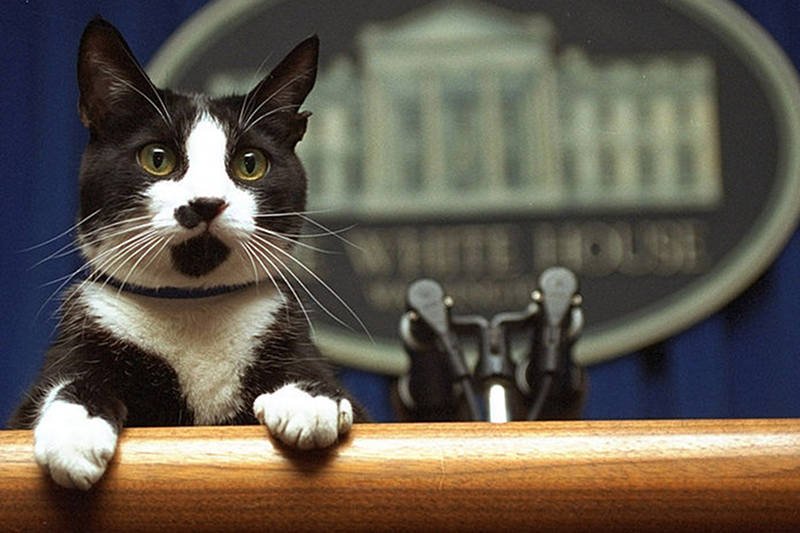 Socks, kot Billa Clintona przez lata pełnił funkcję maskotki Białego Domu