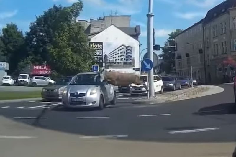 Jeleń zderzył się z samochodem nauki jazdy na jednym ze skrzyżowań Bielska-Białej.