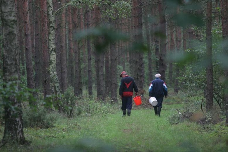 Grzybiarze mogą roznosić ASF.