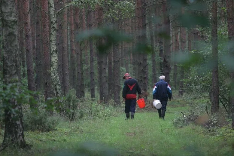 Grzybiarze mogą roznosić ASF.